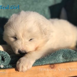 Teal Girl - White and biscuit female Samoyed puppy in Bear Creek, Montana from Morning Star Samoyeds