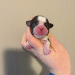 Boy 5 - Liver and white male Shih Tzu puppy in Springfield, Missouri from Lopez Family Tails