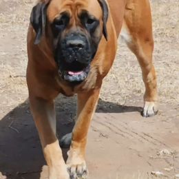 Bella - Mastiff