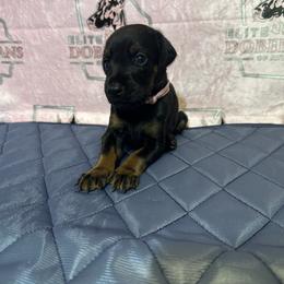 Girl 1 - female Doberman Pinscher puppy in Powder Springs, Georgia from Elite Dobermans of Atlanta