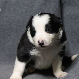 Victor - Black male Border Collie puppy in Richmond, Maine from Lil Maine Border Collies