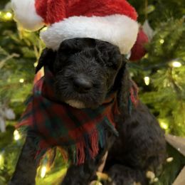 Sugar Plum - Black and white female Sheepadoodle puppy in Surprise, Arizona from Desert Lily Doodles