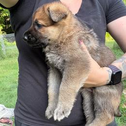 Sable Female - Sable female German Shepherd puppy in Tafton, Pennsylvania from Pocono GSD