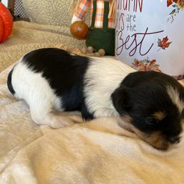 Yorkshire Terrier Puppies from WiseGuys Love Yorkies