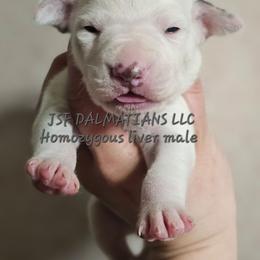 Grey - White and liver brown male Dalmatian puppy in Conrath, Wisconsin from JSF Dalmatians LLC