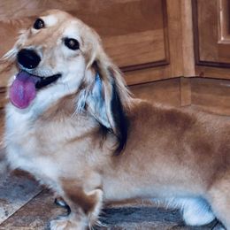 Ash - Dachshund