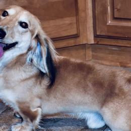 Ash - Dachshund