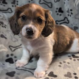 Gelato the Red Piebald Boy - Piebald male Dachshund puppy in Pelion, South Carolina from Doitsujin Dachshunds