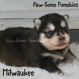 Milwaukee - Black and white male Pomsky puppy in Krum, Texas from Paw-Some Pomskies