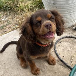 Winston - Cavalier King Charles Spaniel