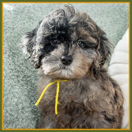 Beth - Merle female Cockapoo puppy in Connersville, Indiana from Deaz Doodle Ranch