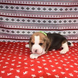 Green collar male - Black tan and white male Beagle puppy in Fontana, California from JLB Beagles & MBT