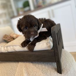 Mocha - Chocolate female Havanese puppy in South Jordan, Utah from Lady Paws Puppies - Cassie