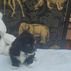 Shichon Puppies from Reynolds family