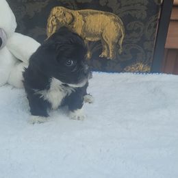 Shichon Puppies from Reynolds family