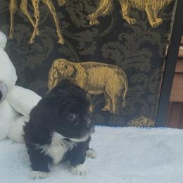 Shichon Puppies from Reynolds family