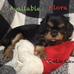 Flora - Black and tan female Cavalier King Charles Spaniel puppy in Leonard, Michigan from CoLo Cavaliers