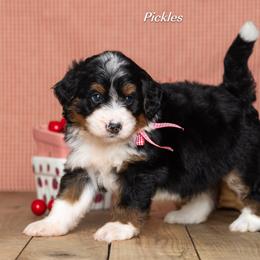 Pickles - Tri-color male Bernedoodle puppy in St Joe, Indiana from Pawsh Bernedoodles