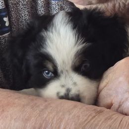 Gonz - Black tri male Miniature American Shepherd puppy in Vancouver, Washington from BonDrew's Miniature American Shepherds