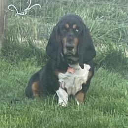 Alice - Basset Hound