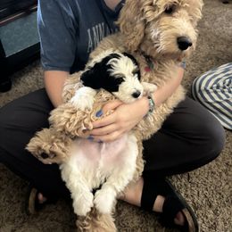 Bernedoodle Puppies from California Mountain Doodles
