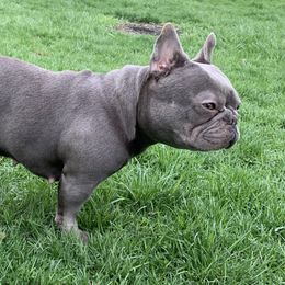 Jade - French Bulldog