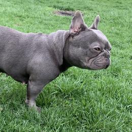 Jade - French Bulldog