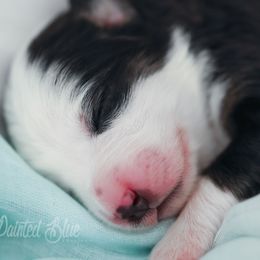 Australian Shepherd, Miniature American Shepherd, Miniature Australian Shepherd, and Toy Australian Shepherd Puppies from Painted Blue Aussies