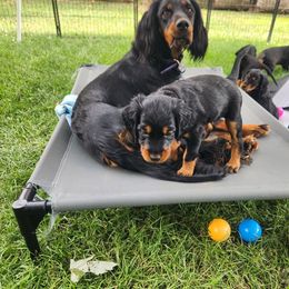 Gordon Setter Puppies from Tom McCleary