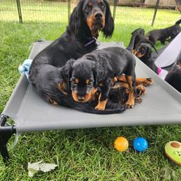 Gordon Setter Puppies from Tom McCleary