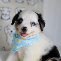 Quinn bmf - Blue merle female Miniature Australian Shepherd puppy in Buchanan, Georgia from Stanleyville Farm Mini Aussies