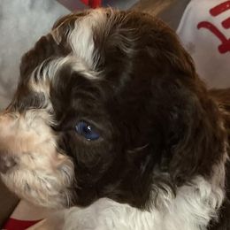 Aussiedoodles and Bernedoodles from GRand Doodles