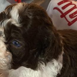 Aussiedoodles and Bernedoodles from GRand Doodles