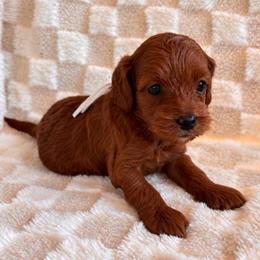 Maple - Red female Cockapoo puppy in Ellaville Ga, Georgia from Lakeside Cockapoos