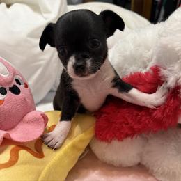 Queen - Black and white female Chihuahua puppy in Amity, Pennsylvania from Rhoda and Verna