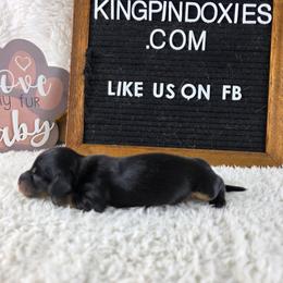 Esme  PRA clear 3300 - Black and tan female Dachshund puppy in Dade City, Florida from Kingpindoxies