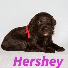 Girl 3 - female Australian Labradoodle puppy in Austin, Texas from AussieTex Labradoodles