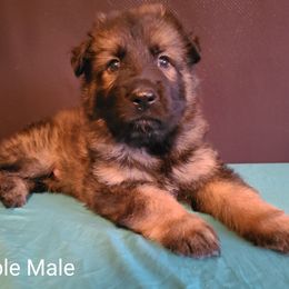 Asgard z Zaruka - Sable German Shepherd puppy in West Plains, Missouri from Zaruka German Shepherds
