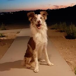 Lyric - Border Collie