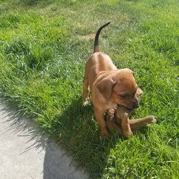 Rhodesian Ridgeback Puppies from Willowist Rhodesian Ridgebacks