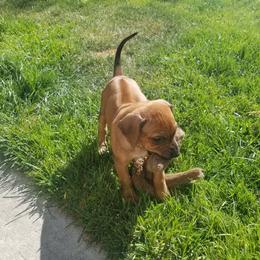 Rhodesian Ridgeback Puppies from Willowist Rhodesian Ridgebacks