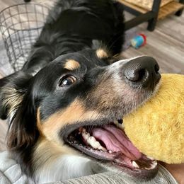 Australian Shepherds from Sittin’ Pretty Aussies