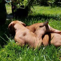 Rhodesian Ridgeback Puppies from Willowist Rhodesian Ridgebacks