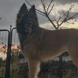 Belgian Tervuren and German Shepherds from Vom Noctis