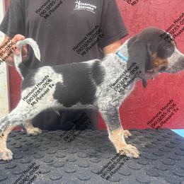 Ammo - Blue ticked and tan male Bluetick Coonhound puppy in Mount Pleasant, Texas from Harmons Hounds