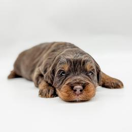 Wilson - male Australian Mountain Doodle puppy in Sharpsburg, Georgia from Steindoodles