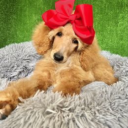 Poodle Puppies from QaeQae Pups
