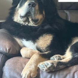 Bodhi - Tibetan Mastiff