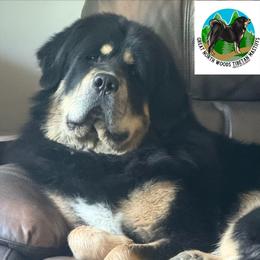 Bodhi - Tibetan Mastiff
