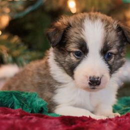 Mage - Sable Border Collie puppy in Olive Hill, Kentucky from SaturnMoon MAS & BC